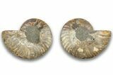 Cut & Polished, Agatized Ammonite Fossil - Madagascar #323385-1